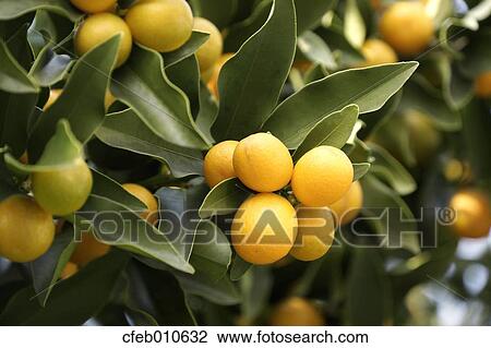 Kumquat View Large Photo Image Stock Image - Kumquat. Fotosearch