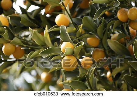 Kumquat View Large Photo Image Stock Image - Kumquat. Fotosearch