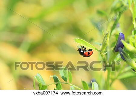 Ladybird View Large Photo Image Picture - Ladybird. Fotosearch