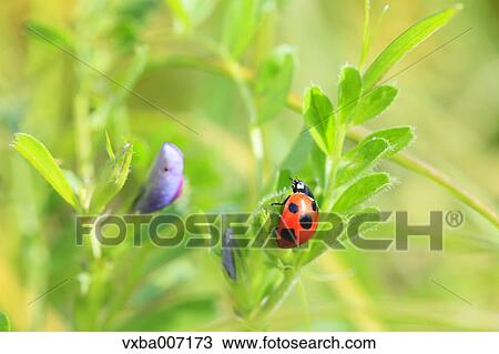 Ladybird View Large Photo Image Stock Image - Ladybird. Fotosearch