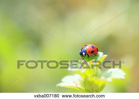 Ladybird View Large Photo Image Stock Image - Ladybird. Fotosearch