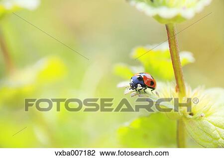 Ladybird View Large Photo Image Stock Image - Ladybird. Fotosearch