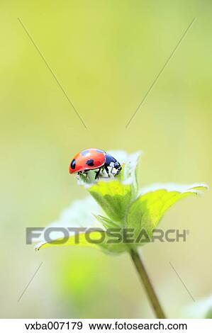 Ladybird View Large Photo Image Stock Photo - Ladybird. Fotosearch