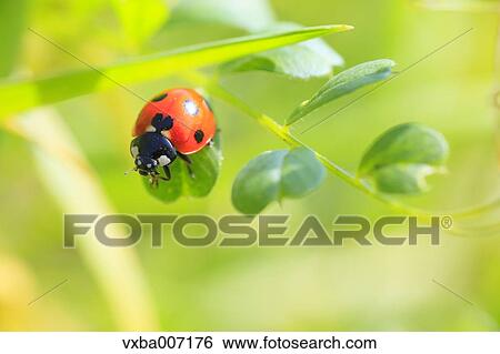 Ladybird View Large Photo Image Stock Photograph - Ladybird. Fotosearch