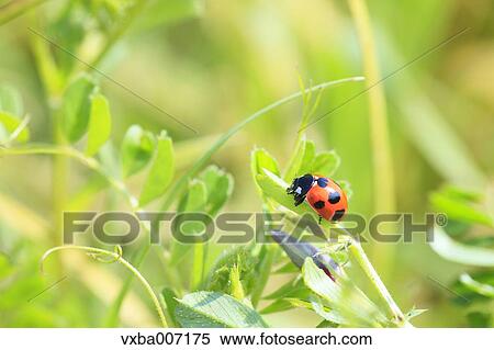 Ladybird View Large Photo Image Stock Photography - Ladybird. Fotosearch