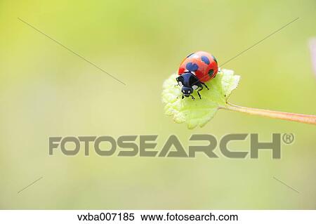 Ladybird View Large Photo Image Stock Photography - Ladybird. Fotosearch