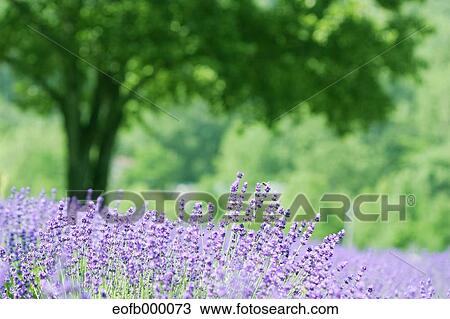 Lavender View Large Photo Image Stock Image - Lavender. Fotosearch