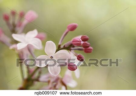 Lilac View Large Photo Image Stock Photo - Lilac. Fotosearch