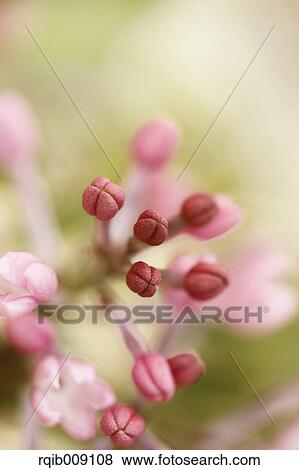 Lilac View Large Photo Image Stock Photo - Lilac. Fotosearch