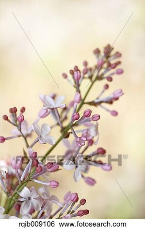 Lilac View Large Photo Image Stock Photograph - Lilac. Fotosearch