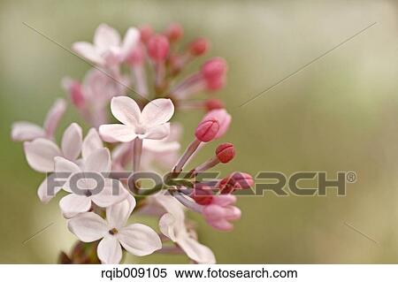 Stock Photography - Lilac. Fotosearch