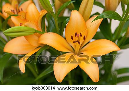 Picture - Lily. Fotosearch