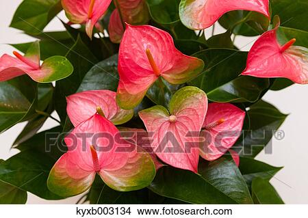 Picture - Lily. Fotosearch