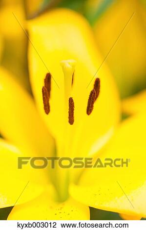 Lily View Large Photo Image Stock Image - Lily. Fotosearch
