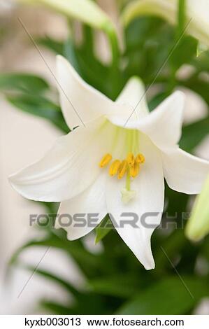 Stock Image - Lily. Fotosearch