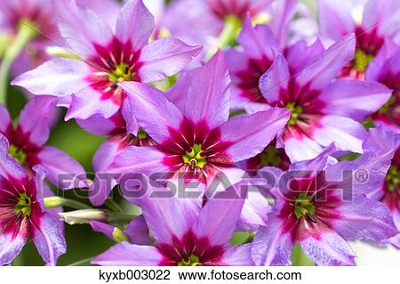 Stock Image - Lily. Fotosearch