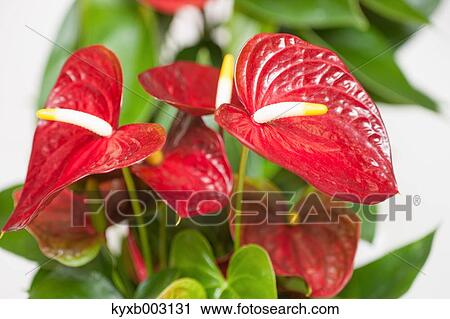 Stock Image - Lily. Fotosearch