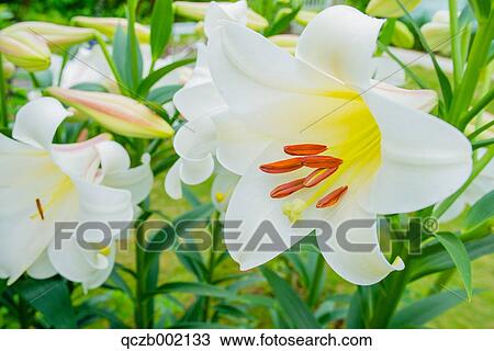 Stock Image - Lily. Fotosearch