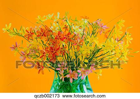 Lily View Large Photo Image Stock Image - Lily. Fotosearch