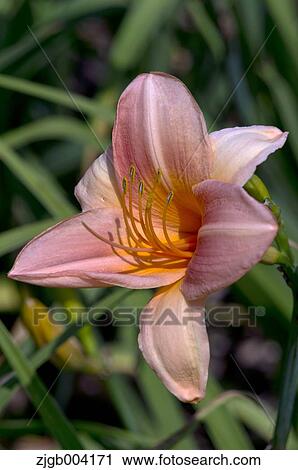 Stock Image - Lily. Fotosearch
