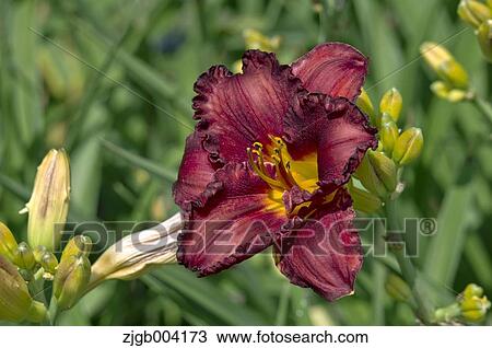 Lily View Large Photo Image Stock Image - Lily. Fotosearch