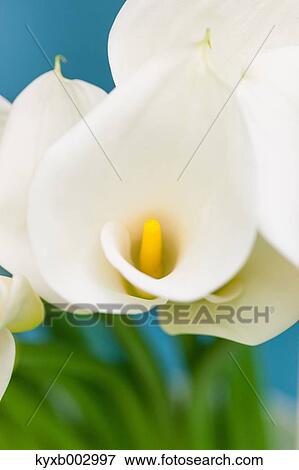 Lily View Large Photo Image Stock Photo - Lily. Fotosearch