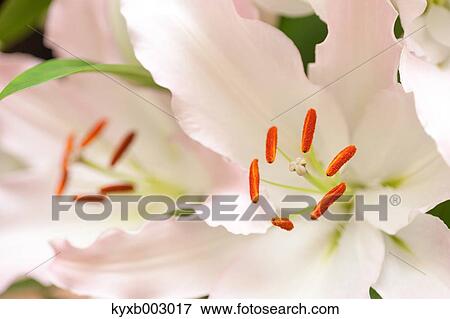 Lily View Large Photo Image Stock Photo - Lily. Fotosearch