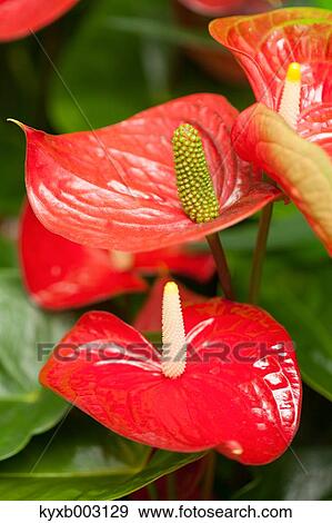 Stock Photo - Lily. Fotosearch