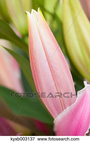 Lily View Large Photo Image Stock Photo - Lily. Fotosearch