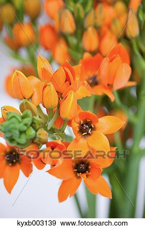 Lily View Large Photo Image Stock Photo - Lily. Fotosearch