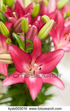 Lily View Large Photo Image Stock Photograph - Lily. Fotosearch