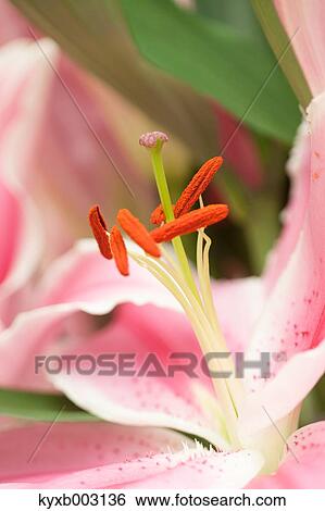 Lily View Large Photo Image Stock Photograph - Lily. Fotosearch