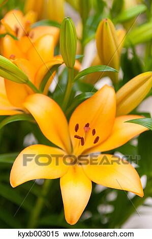 Lily View Large Photo Image Stock Photography - Lily. Fotosearch