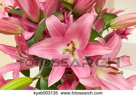 Lily View Large Photo Image Stock Photography - Lily. Fotosearch