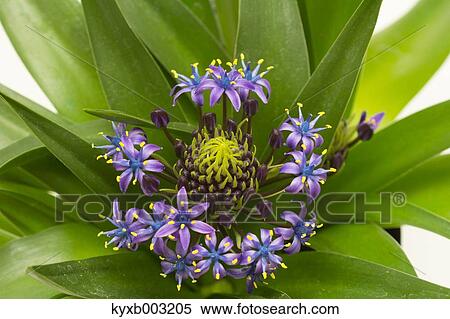 Stock Photography - Lily. Fotosearch