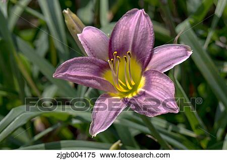 Lily View Large Photo Image Stock Photography - Lily. Fotosearch