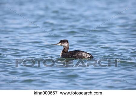 Little Grebe View Large Photo Image Stock Photo - Little Grebe. Fotosearch