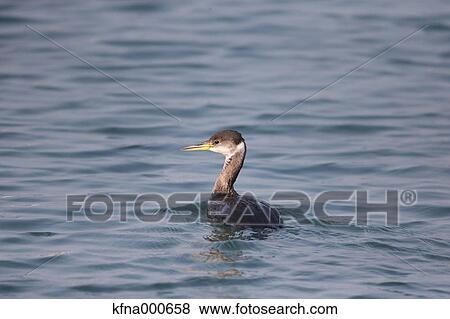 Little Grebe View Large Photo Image Stock Photo - Little Grebe. Fotosearch