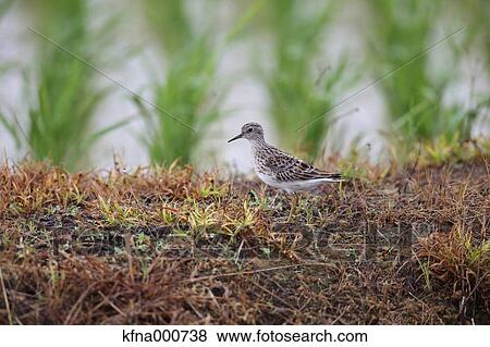 Long-Toed Stint View Large Photo Image Stock Photo - Long-Toed Stint. Fotosearch