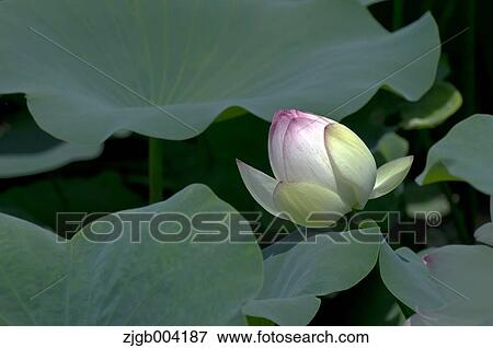 Lotus View Large Photo Image Stock Photo - Lotus. Fotosearch