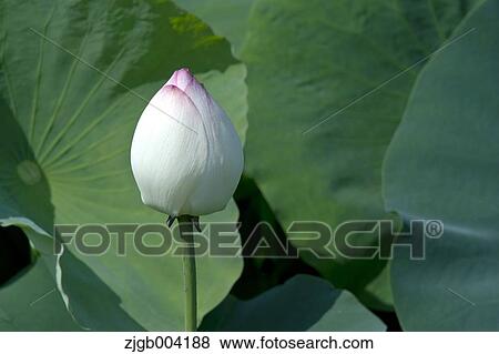 Stock Photo - Lotus. Fotosearch