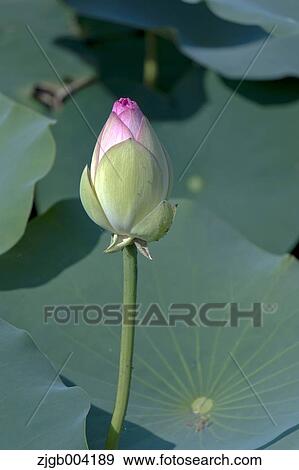 Lotus View Large Photo Image Stock Photo - Lotus. Fotosearch