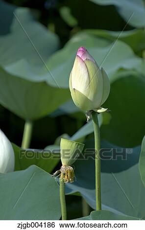 Lotus View Large Photo Image Stock Photograph - Lotus. Fotosearch
