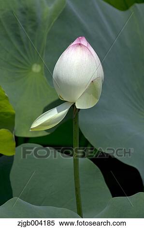 Lotus View Large Photo Image Stock Photography - Lotus. Fotosearch