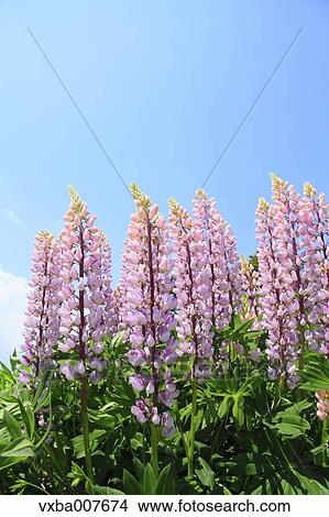 Lupines View Large Photo Image Picture - Lupines. Fotosearch