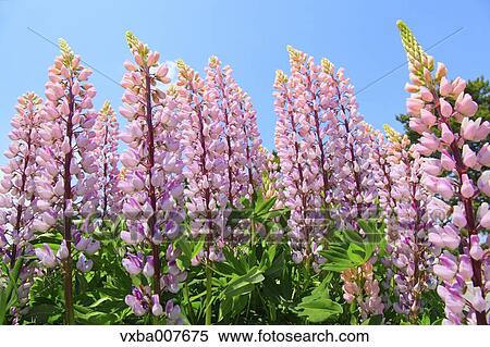 Lupines View Large Photo Image Stock Photography - Lupines. Fotosearch