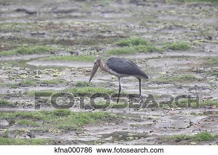 Marabou Stork View Large Photo Image Stock Photograph - Marabou Stork. Fotosearch