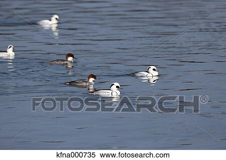 Mergellus Albellus View Large Photo Image Stock Photography - Mergellus Albellus. Fotosearch