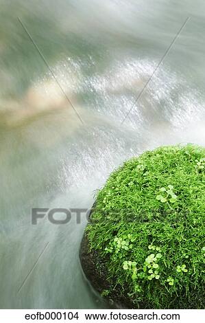 Picture - Mountain water stream. Fotosearch
