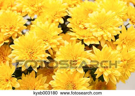 Stock Image - Mums. Fotosearch